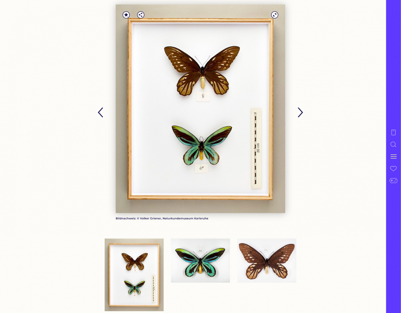 Oberfläche aus der Online Sammlung Wunderkammer mit Schmetterlings-Exemplaren